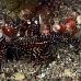 pipefish_ghost_ornate_ta_hsb_r_h_0393_kom5381.jpg